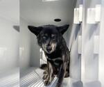 Small Huskies -Norwegian Elkhound Mix