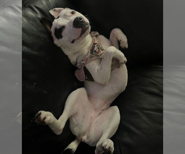 Medium Photo #2 American Staffordshire Terrier-Unknown Mix Puppy For Sale in Dana Point, CA, USA