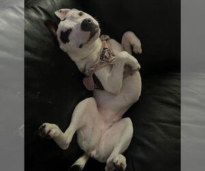 Lucy - Female American Staffordshire Terrier-Unknown Mix Dog for Adoption - Photo #2