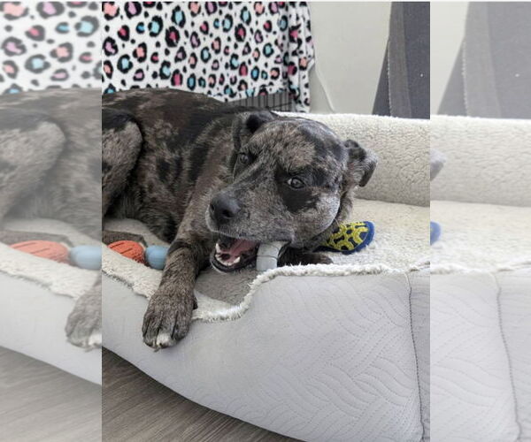 Medium Photo #15 Catahoula Leopard Dog Puppy For Sale in Euless, TX, USA