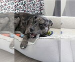 Small #14 Catahoula Leopard Dog