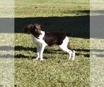 Small Brittany
