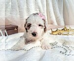 Small Photo #46 Goldendoodle (Miniature) Puppy For Sale in GASTONIA, NC, USA