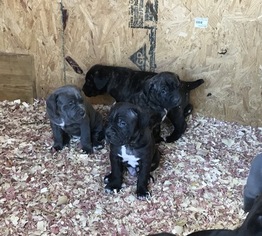 Cane Corso Puppy for sale in BRYANS ROAD, MD, USA
