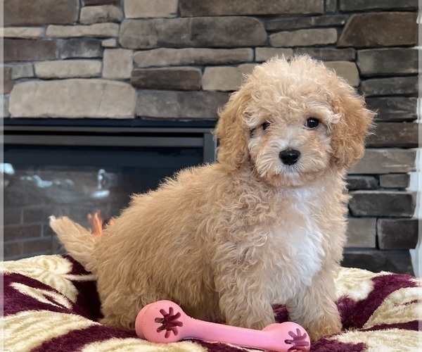 Medium Photo #10 Goldendoodle Puppy For Sale in NOBLESVILLE, IN, USA