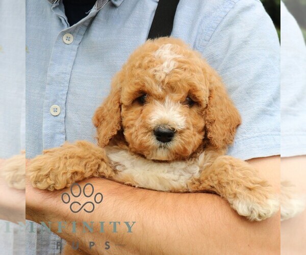 Medium Photo #3 Goldendoodle (Miniature) Puppy For Sale in EPHRATA, PA, USA