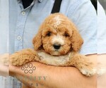 Small #2 Goldendoodle (Miniature)