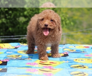 Goldendoodle Puppy for sale in UNION CITY, TN, USA