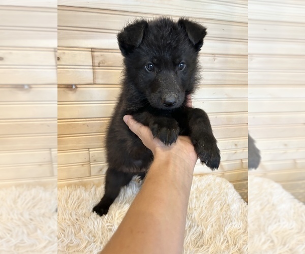 Medium Photo #3 German Shepherd Dog Puppy For Sale in CHARITON, IA, USA