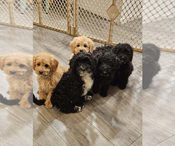 Medium Photo #4 Cavapoo (Miniature) Puppy For Sale in MEDFORD, OR, USA