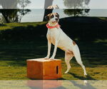 Small #1 Treeing Walker Coonhound