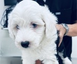 Small Photo #7 Sheepadoodle Puppy For Sale in HUNTINGTON BEACH, CA, USA