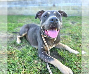 American Pit Bull Terrier-Unknown Mix Dogs for adoption in Long Beach, CA, USA