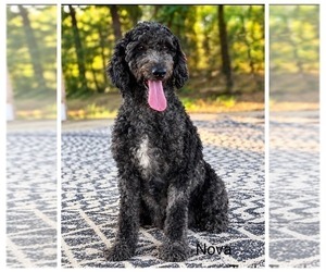 Mother of the Goldendoodle puppies born on 07/31/2026