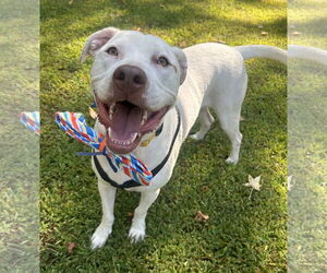 American Pit Bull Terrier-Labrador Retriever Mix Dogs for adoption in Rockaway, NJ, USA