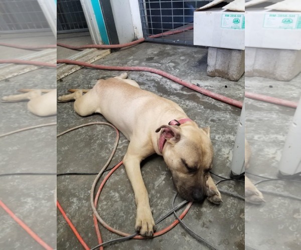 Medium Photo #2 American Staffordshire Terrier-Unknown Mix Puppy For Sale in Minneapolis, MN, USA