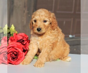 Goldendoodle-Poodle (Miniature) Mix Puppy for sale in LEOLA, PA, USA