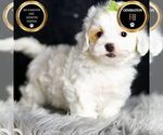 Small Photo #87 Maltipoo Puppy For Sale in WARSAW, IN, USA
