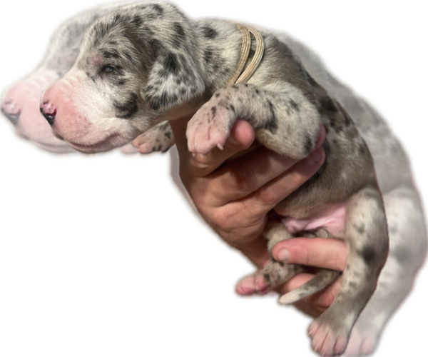 Medium Photo #4 Great Dane Puppy For Sale in WILLIS, TX, USA