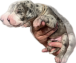 Small Photo #20 Great Dane Puppy For Sale in WILLIS, TX, USA