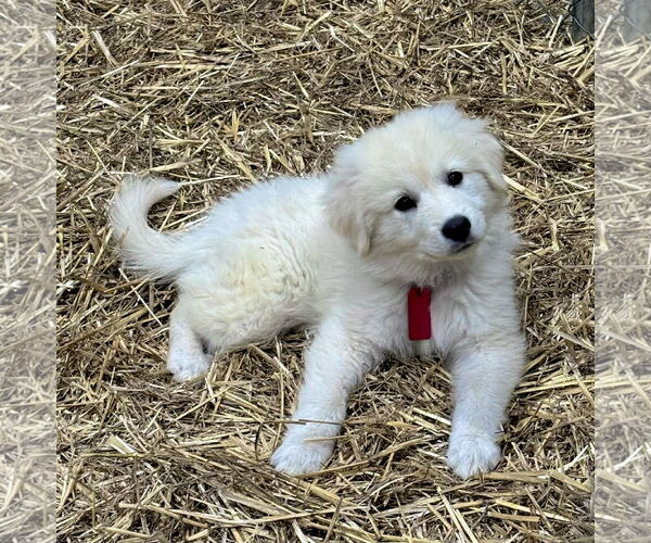 Medium Photo #3 Great Pyrenees Puppy For Sale in Spring, TX, USA