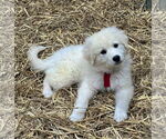 Small #2 Great Pyrenees