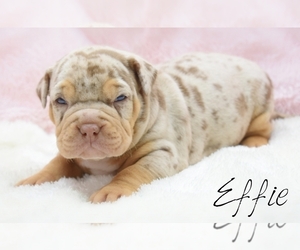 American Bully Puppy for sale in CLEVELAND, GA, USA