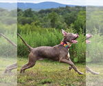 Small #3 American Pit Bull Terrier