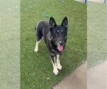 Small Photo #1  Puppy For Sale in , 