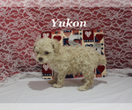 Small #8 Poodle (Toy)