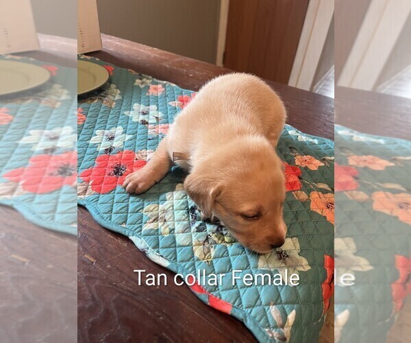 Medium Photo #6 Labrador Retriever Puppy For Sale in PIERSON STATION, IL, USA