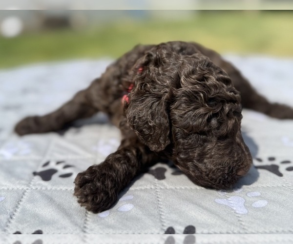 Medium Photo #72 Goldendoodle Puppy For Sale in HOWARD CITY, MI, USA
