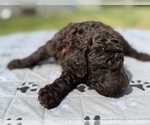 Small Photo #72 Goldendoodle Puppy For Sale in HOWARD CITY, MI, USA