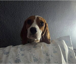 Margo - Female Beagle Dog for Adoption - Photo #4