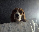 Small #3 Beagle