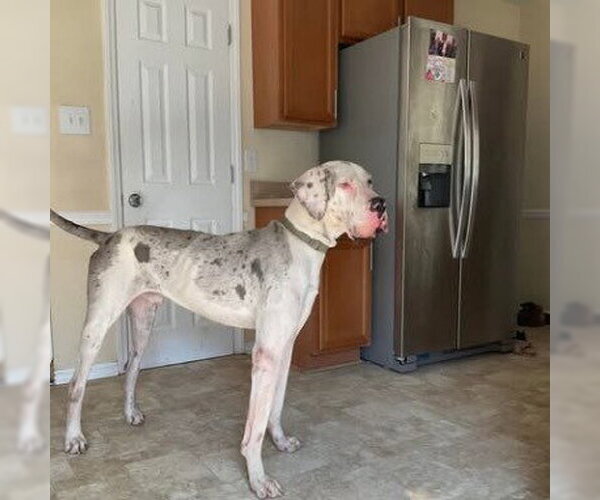 Medium Photo #2 Great Dane Puppy For Sale in Bullard, TX, USA