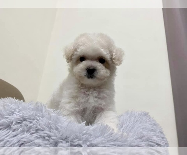 Medium Photo #3 Poodle (Toy) Puppy For Sale in LONG ISLAND CITY, NY, USA