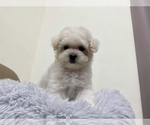 Small Photo #3 Poodle (Toy) Puppy For Sale in LONG ISLAND CITY, NY, USA