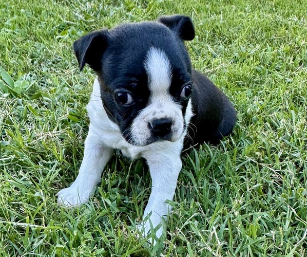 Medium Photo #1 Boston Terrier Puppy For Sale in GARFIELD, AR, USA