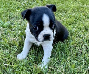 Boston Terrier Puppy for sale in GARFIELD, AR, USA