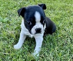 Image preview for Ad Listing. Nickname: Archie