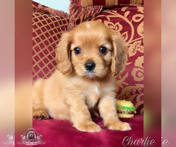 Medium Photo #3 Cavalier King Charles Spaniel Puppy For Sale in MIAMI, FL, USA