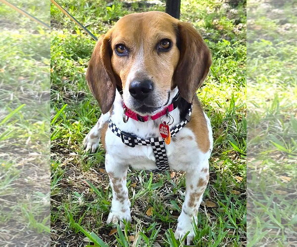 Medium Photo #4 Beagle Puppy For Sale in Dunnellon, FL, USA