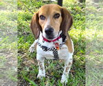 Small #3 Beagle