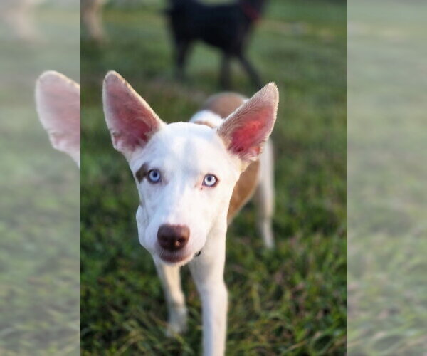 Medium Photo #4 Australian Shepherd-Unknown Mix Puppy For Sale in Aurora, IN, USA