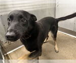 Small German Shepherd Dog Mix