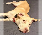 Small #14 Retriever  Mix