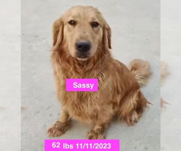 Medium Photo #2 Golden Retriever Puppy For Sale in West Hollywood, CA, USA