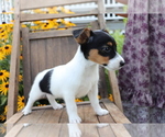 Small #2 Jack Russell Terrier