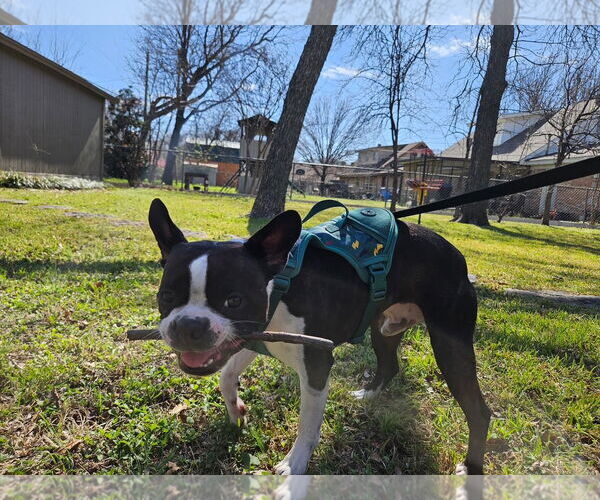 Medium Photo #6 Boston Terrier Puppy For Sale in Little Elm, TX, USA